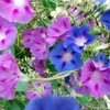 Kép 3/3 - Hajnalka virág vetőmag mix - Ipomoea tricolor 2g