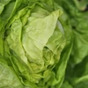 Kép 3/3 - Saláta fejes zöldség vetőmag - Lactuca sativa 'Május királya' 3g
