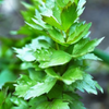 Kép 3/3 - Lestyán vetőmag - Levisticum officinale 1,5g