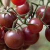 Kép 3/3 - Paradicsom fekete koktél zöldség vetőmag - Lycopersicon lycopersicum 'Black Cherry' 0,5g