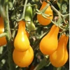 Kép 3/4 - Paradicsom sárga mini körte alakú koktél zöldség vetőmag - Lycopersicon lycopersicum 'Perun' 0,5g
