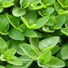 Kép 3/3 - Majoranna vetőmag - Majorana hortensis 0,5g