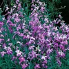 Kép 3/3 - Estike virág vetőmag - Matthiola bicornis 1g