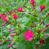 Kép 3/3 - Csodatölcsér vetőmag - Mirabilis jalapa