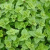 Kép 3/3 - Oregánó (Szurokfű) fűszer vetőmag - Origanum vulgare 0,5g