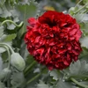 Kép 3/3 - Mák dísz virág vetőmag mix - Papaver paeoniflorum 1g