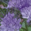 Kép 3/3 - Facélia talajdoktor vetőmag biokertészeknek - Phacelia tanacetifolia 30g