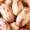 Kép 3/3 - Bab bokor szárazbab zöldség vetőmag - Phaseolus vulgaris 'Rocco' 60g