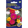 Kép 1/3 - Portulaca grandiflora