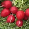 Kép 3/3 - Retek hónapos zöldség vetőmag - Raphanus sativus 'Sora' 4 g