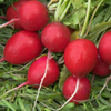 Kép 1/3 - Raphanus sativus 'Korai legjobb'