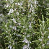 Kép 3/3 - Rozmaring fűszer vetőmag - Rosmarinus officinalis 0,125g