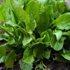 Kép 3/3 - Sóska zöldség vetőmag - Rumex acetosa 'Pallagi nagylevelű' 3g