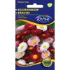 Kép 1/3 - Bellis perennis