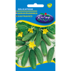 Kép 1/3 - Cucumis sativus 'Delicates'