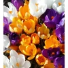 Kép 2/2 - CSEREPES Krókusz nagyvirágú mix - Crocus mix K6cm 5-6dbhagyma/cserép