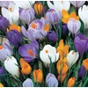 Kép 1/2 - Crocus