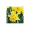 Kép 2/2 - CSEREPES Nárcisz trombitás sárga - Narcissus 'Jedna' K9cm 3dbhagyma/cserép