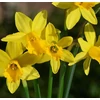 Kép 2/2 - CSEREPES Nárcisz törpe sárga - Narcissus 'Tete a Tete' K9cm 3dbhagyma/cserép