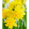Kép 2/2 - CSEREPES Nárcisz sárga teltvirágú - Narcissus sp K10,5cm