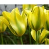 Kép 2/2 - CSEREPES Tulipán zöld csíkos sárga - Tulipa 'Formosa' K9cm 1db virághagyma/cserép