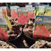 Kép 1/2 - Tulipa  'Pinocchio Coral'