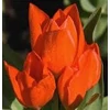 Kép 2/2 - CSEREPES Tulipán korallvörös  - Tulipa  'Pinocchio Coral' K9cm 1db virághagyma/cserép