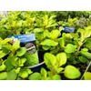 Kép 2/2 - Oregánó arany - Origanum vulgare 'Goldtaler' 10/20cm K12cm
