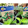 Kép 2/2 - Paprika édes balkon palánta - Capsicum annuum 'Redskin' K12cm