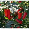 Kép 1/2 - Capsicum annuum 'Apache'