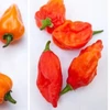 Kép 1/2 - Capsicum annuum 'Habaneromix