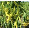 Kép 1/2 - Capsicum annuum 'Pfefferoni'
