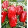 Kép 1/2 - Capsicum annuum 'Redskin'
