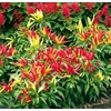Kép 1/2 - Capsicum annuum