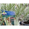 Kép 2/2 - Szalmagyopár olasz (Curryfű) - Helichrysum italicum 15/20cm K12cm