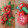 Kép 1/2 - Lycopersicon lycopersicum 'Costoluto Genovese F1'