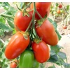 Kép 1/2 - Lycopersicon lycopersicum 'FloridityF1
