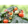 Kép 1/2 - Lycopersicon lycopersicum 'Chelreino F1'
