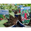 Kép 2/2 - Paprika chili balkon palánta - Capsicum annuum 'Apache' K12cm