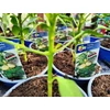 Kép 2/2 - Paprika édes palánta - Capsicum annuum 'Bagoly F1' K10,5cm