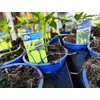 Kép 2/2 - Paprika erős palánta - Capsicum annuum 'Garam F1' K10,5cm