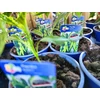 Kép 2/2 - Paprika erős palánta - Capsicum annuum 'Kard F1' K10,5cm