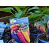 Kép 2/2 - Paprika édes palánta MIX - Capsicum annuum 'Marconi' mix 3 DB PALÁNTA/K14cm CSERÉPBEN