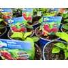 Kép 2/2 - Paprika chili palánta - Capsicum annuum 'Scorpio' K12cm