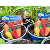 Kép 2/2 - Paprika édes palánta - Capsicum annuum 'Snack' 3 DB PALÁNTA/K14cm CSERÉPBEN