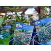 Kép 2/2 - Paprika chili törpe - Capsicum annuum K12cm