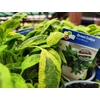 Kép 2/2 - Zsálya orvosi - Salvia officinalis 10/20 cm K12cm
