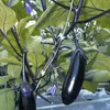 Kép 1/2 - Solanum melongena 'Moneymaker'