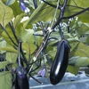 Kép 1/2 - Solanum melongena 'Moneymaker'