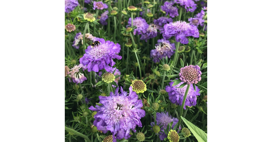 Ördögszem galambszínű liláskék - Scabiosa columbaria 'Butterfly Blue